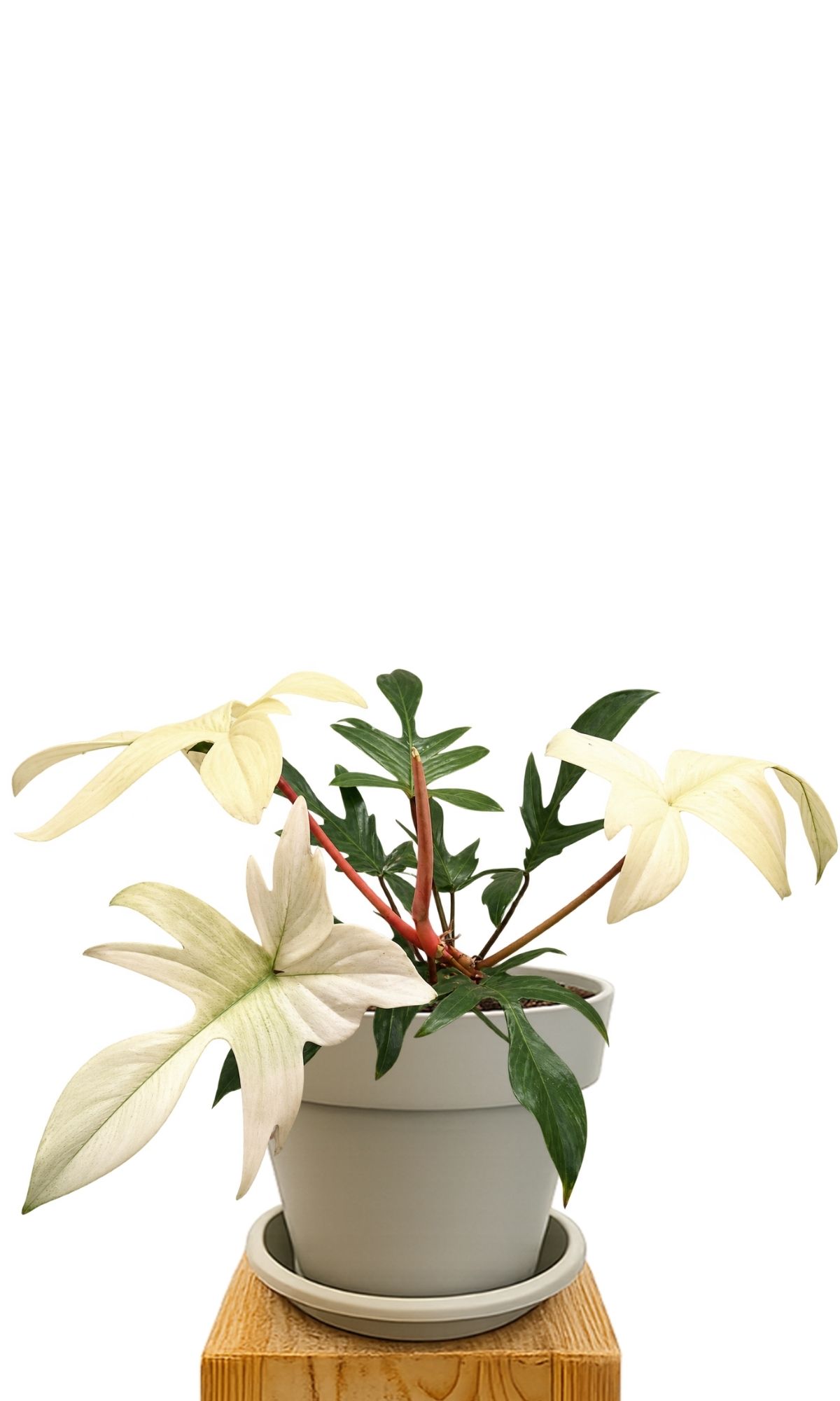 Plant kit 30 Sand